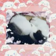 ひなこ
