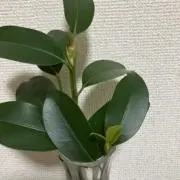 ちび太の画像