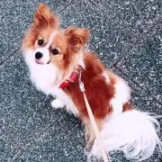 けちゃっぷの画像