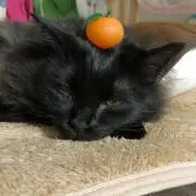 やっこ3の画像