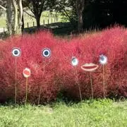 ぴょんちゃんの画像