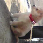 KJの画像