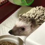 MEVIUSの画像