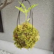 まる