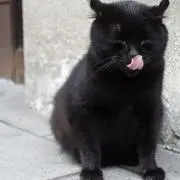 えだの画像