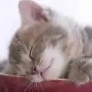 まりあ (プロフィール確認下さい)