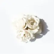 Yの画像