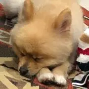 HISAの画像
