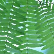 ALOの画像