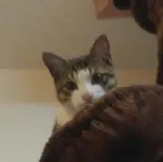とろチャンプ