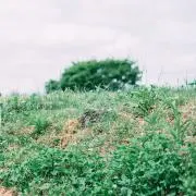 アルマージの画像