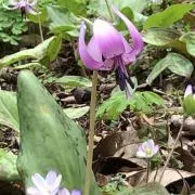 ko-sakuの画像