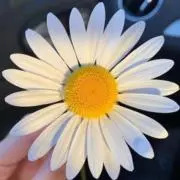 Akiraの画像