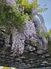 さくさくの画像