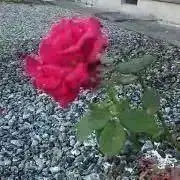 マメ柴の画像