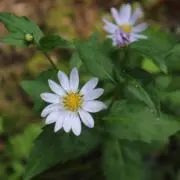 Risacoの画像