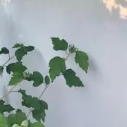 ａｉの画像