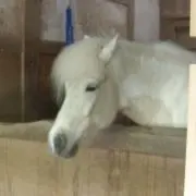 ニケニケピーの画像