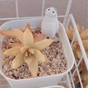 kyoメルの画像