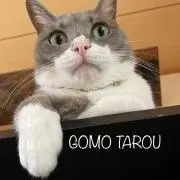 GOMO TAROUの画像