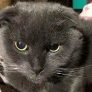 こずPの画像