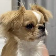 しょまの画像
