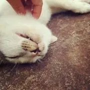 かなの画像