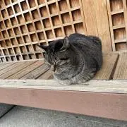 ききららの画像