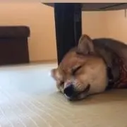 yuuuuの画像