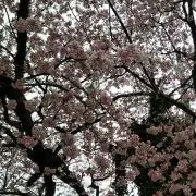 てつ