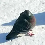 メルセデスベンチュ