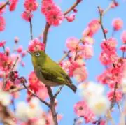 サクラの画像