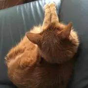 レオソラ