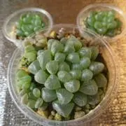 ハチヤの画像