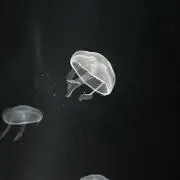 nooの画像