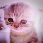 ♡にゃんこ♡