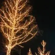 わかばの画像