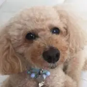 ロミオ