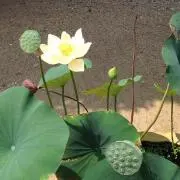 猫田の画像