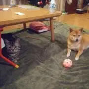 ☆ひかりん☆の画像