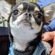 ふじまゆの画像
