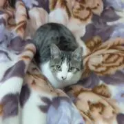 シュウの画像
