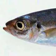 Mrfish