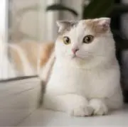 riona..の画像