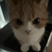 ★の画像