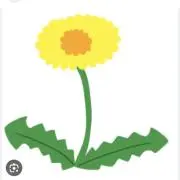 たんぽぽの画像