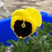 宝塚ママの画像