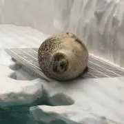 finegoの画像