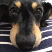 かぼちゃ