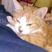 なんくるないさ～の画像